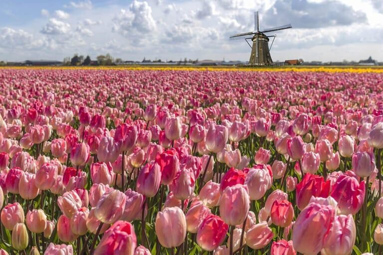 Best time to visit the tulip fields in amsterdam – don’t miss out!