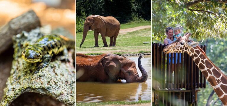 Best Time to Visit NC Zoo – Plan Your Trip