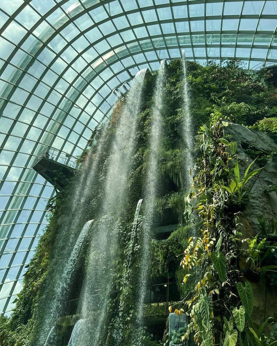 Best Time to Visit Cloud Forest Singapore – Plan Wisely