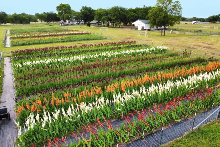 Farms to Visit in Dallas – Hidden Gems