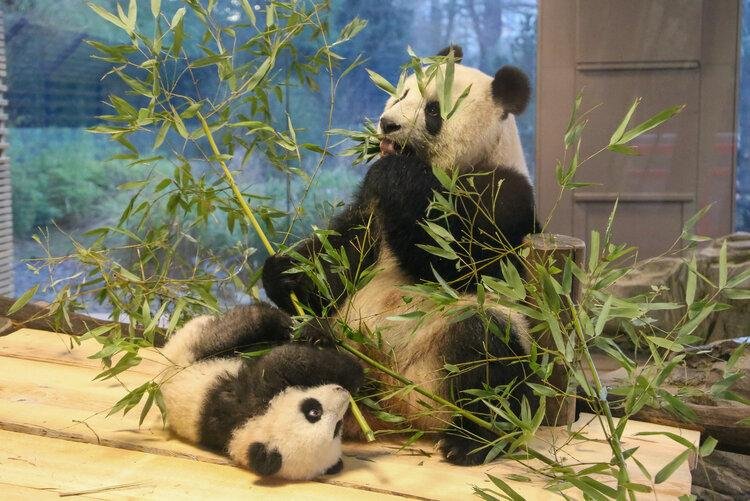 A Day at the Zoo – Fascinating Wildlife Experience
