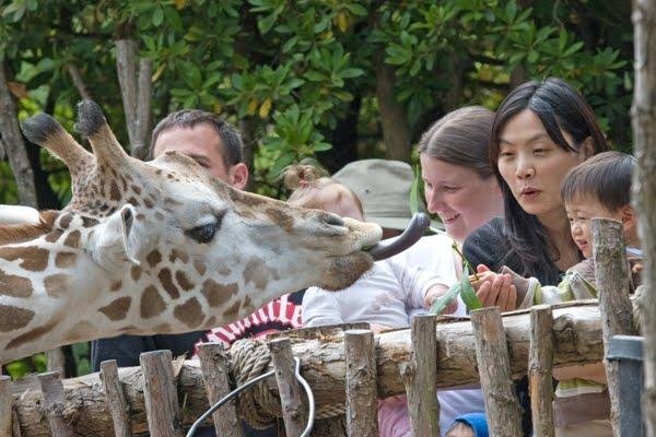 A Day at the Zoo – A Fun and Educational Experience