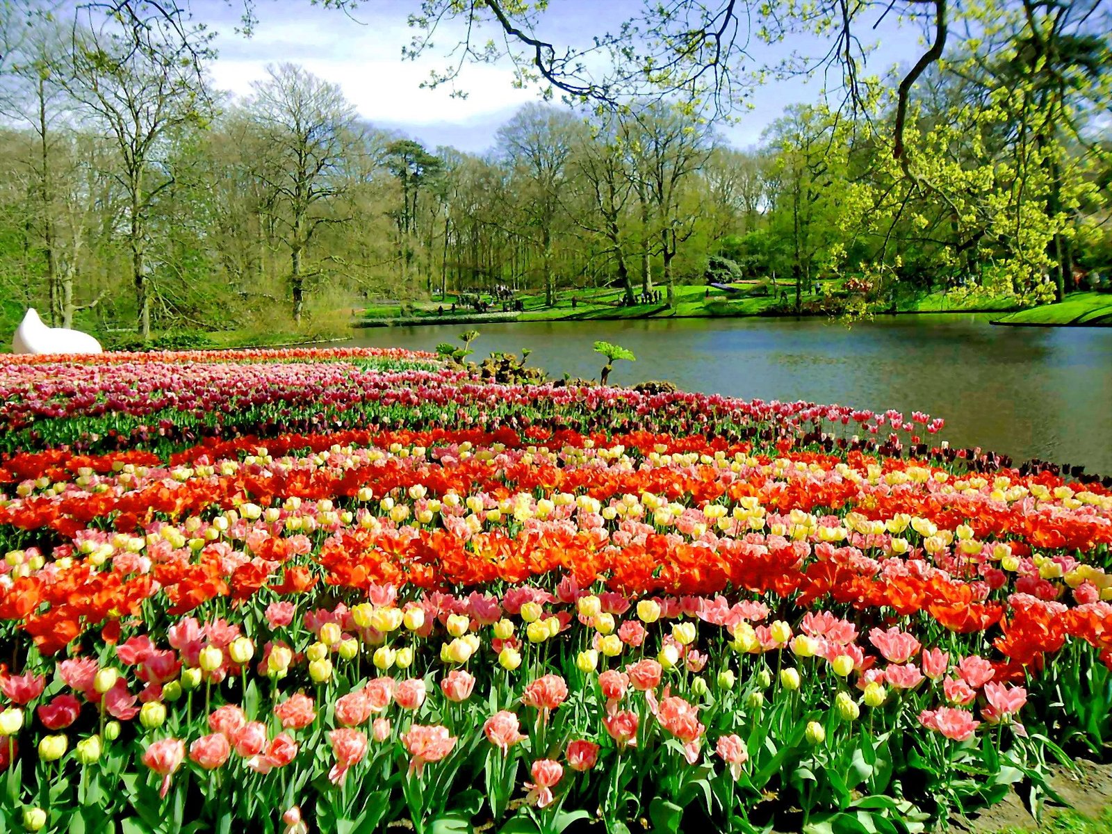 Best Way to Visit Keukenhof from Amsterdam – Insider Tips