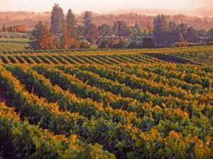 Top Russian River Wineries to Discover and Enjoy Together
