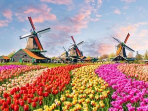 How to Visit the Tulips in Amsterdam – Tips & Recommendations