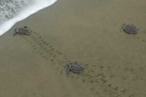 The best time to visit Costa Rica for turtle nesting magic