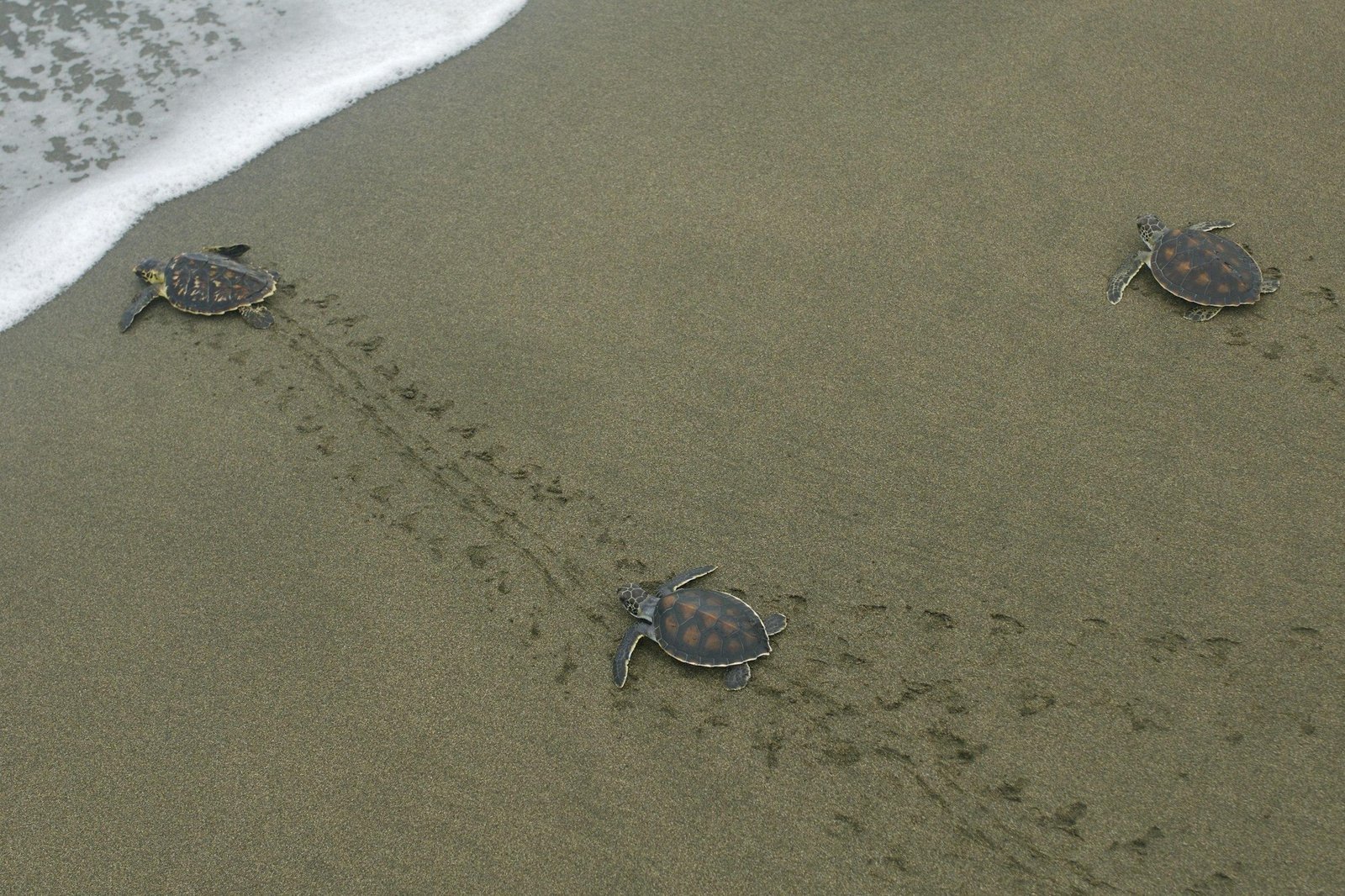 The best time to visit Costa Rica for turtle nesting magic
