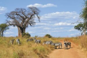 Is Tanzania Expensive to Visit? A Sympathetic Exploration