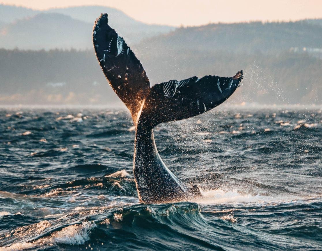 The best time to visit Vancouver for whale watching thrills