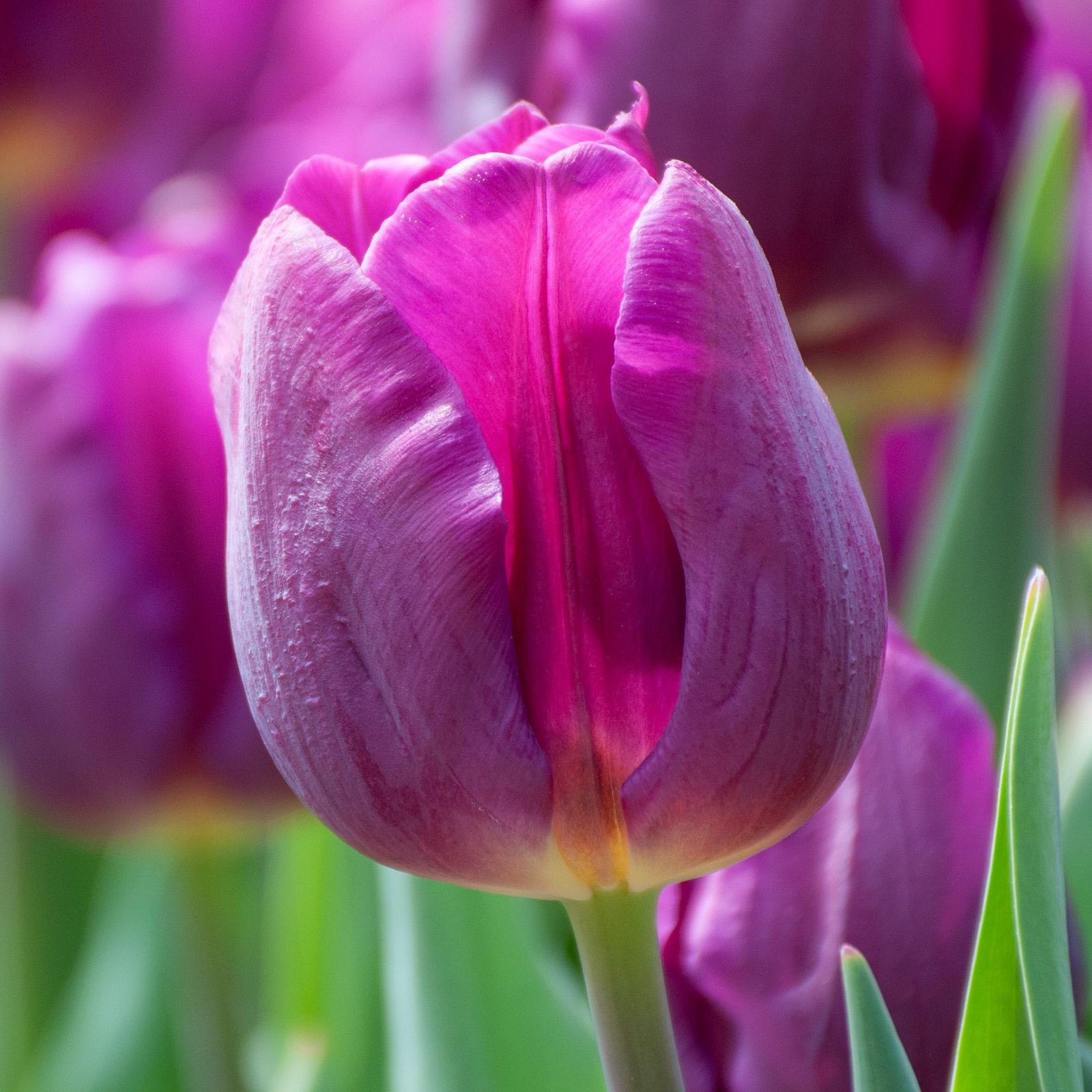 Ideal Time for Witnessing the Tulips in Full Bloom