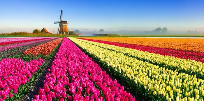Ideal Time to ‌Experience⁣ Amsterdams Tulip‍ Season