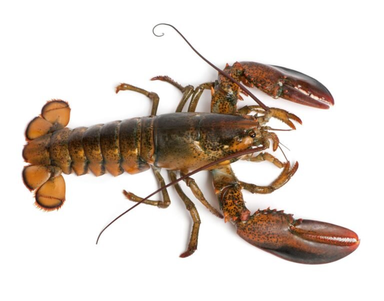 Best Spot for Lobster in Maine – Top Choices