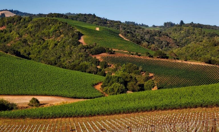 Is December a Good Time to Visit Napa Valley? – Insightful Suggestions
