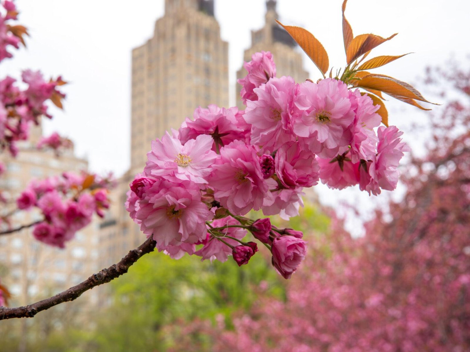 Exploring the⁢ Enchantment of Cherry Blossoms in Tokyo ⁢and Kyoto
