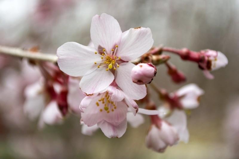 Unveiling the Beauty of Cherry Blossoms: Top Destinations for April Travelers ⁤in Japan