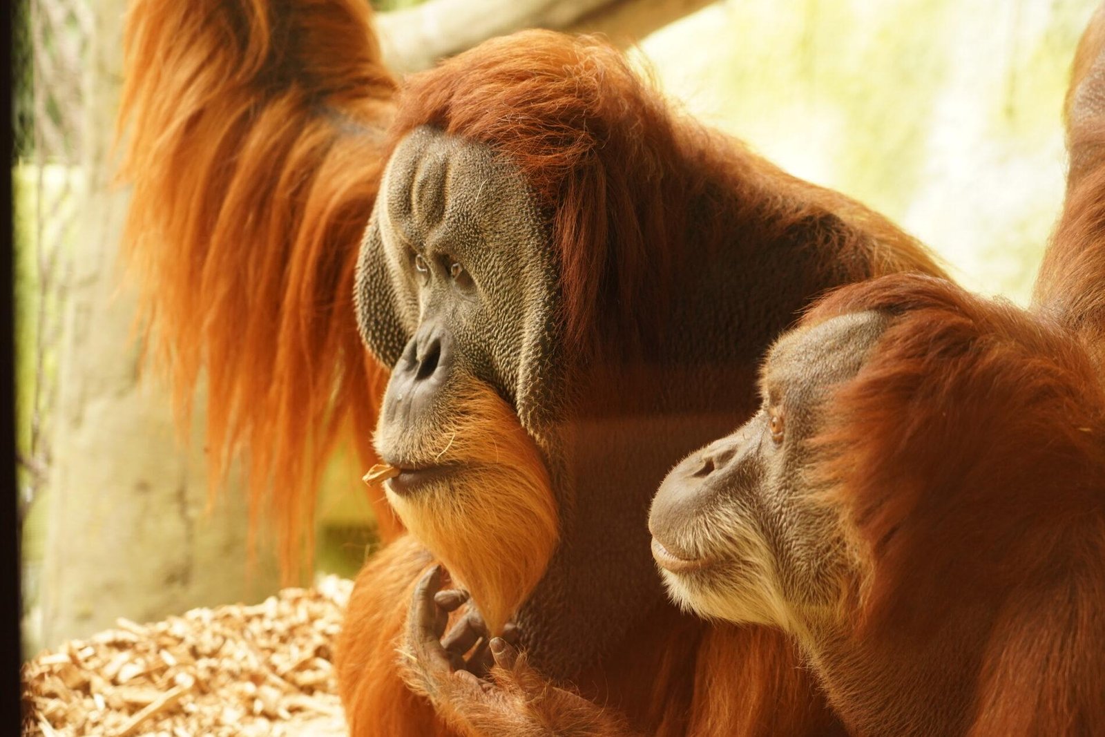 Discover the best zoo near me for a memorable visit today