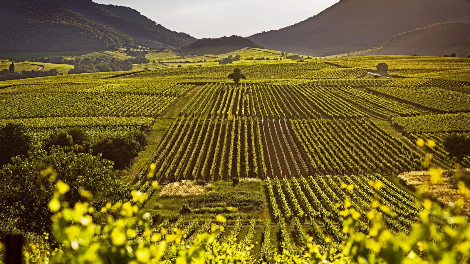 Charming Vineyards in Missouris Wine Country