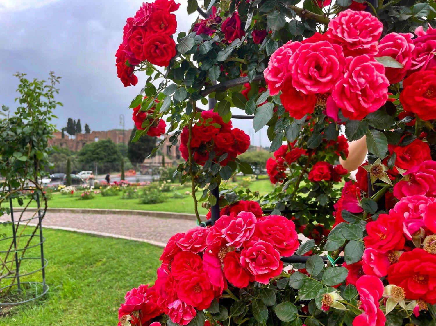 The best times to visit Portland’s rose garden for blooms