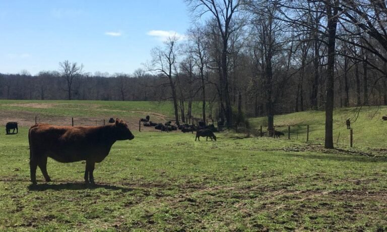 Nashville farms to visit – explore the countryside