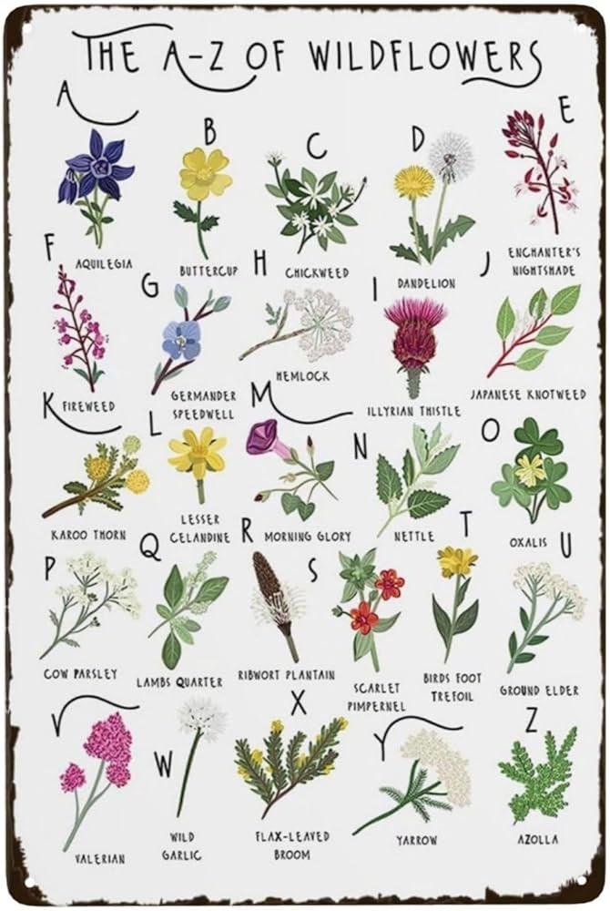 Best time to Experience the ⁤Bloom of Wildflowers in Acadia National Park