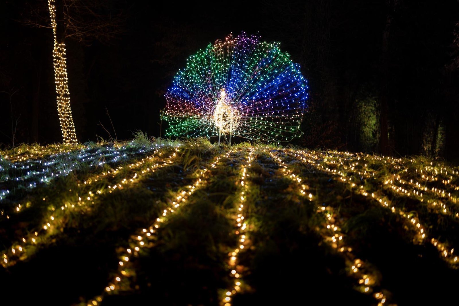 Winter Wonderland in Tokyo: Must-visit Seasonal Attractions