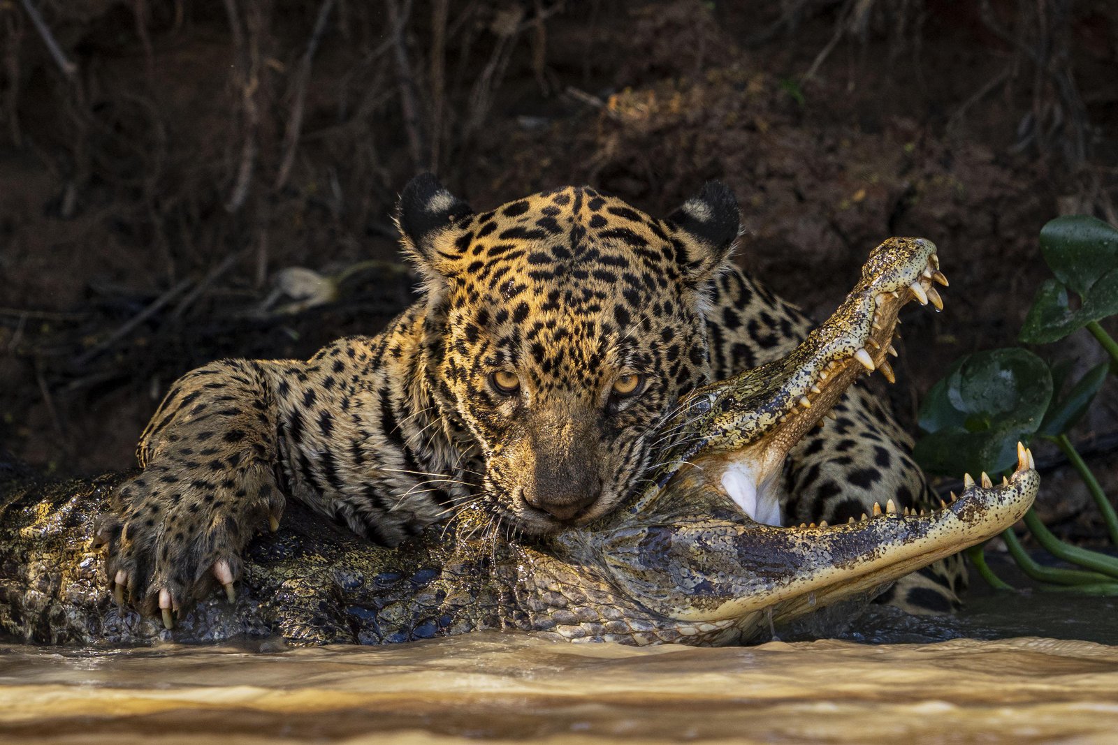 Exploring the Diverse Wildlife