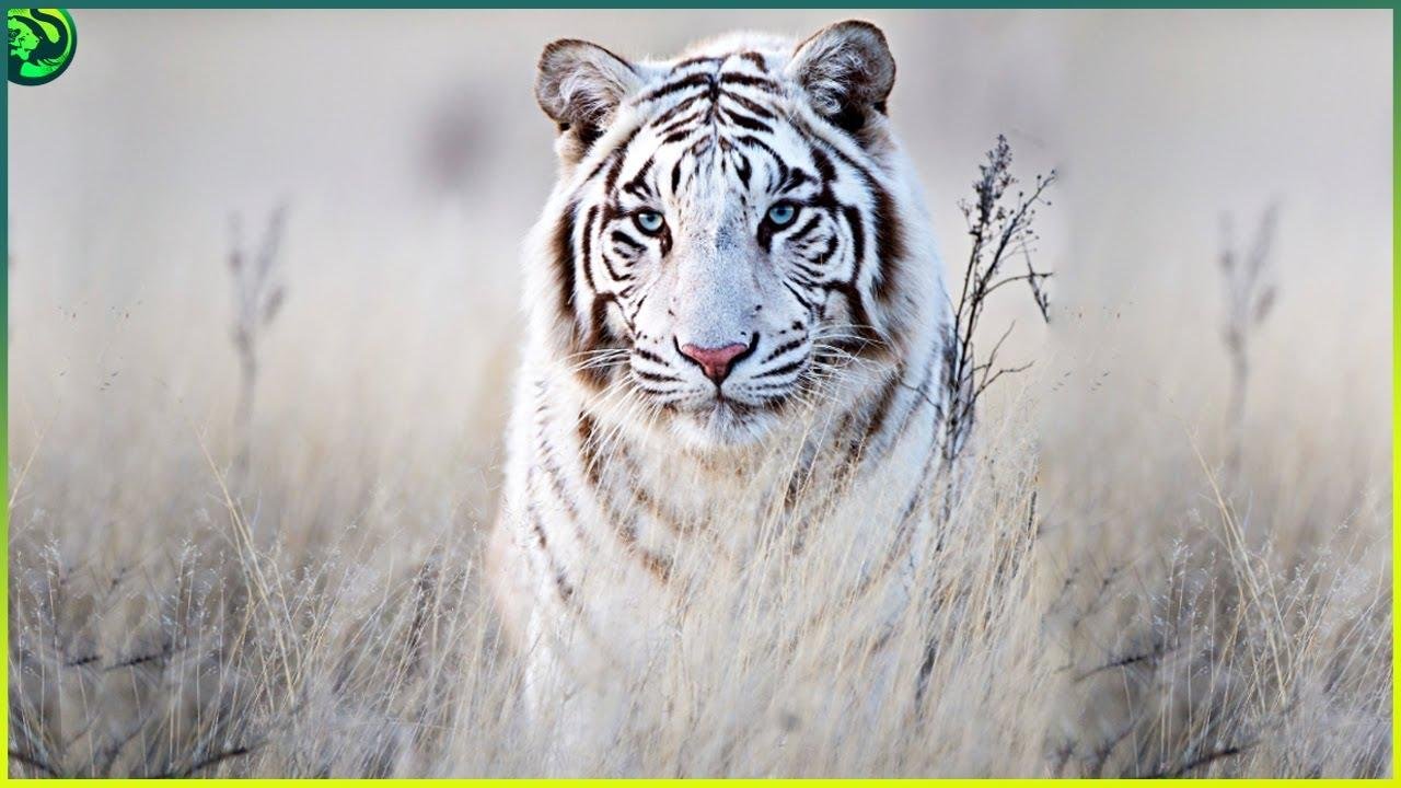 Meeting the ​Majestic Animals: An Up-Close Encounter at the Zoo