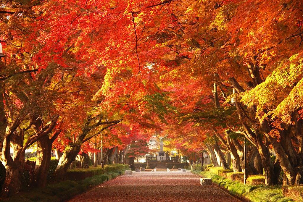 Best Autumn Foliage Spots ​in Tokyo