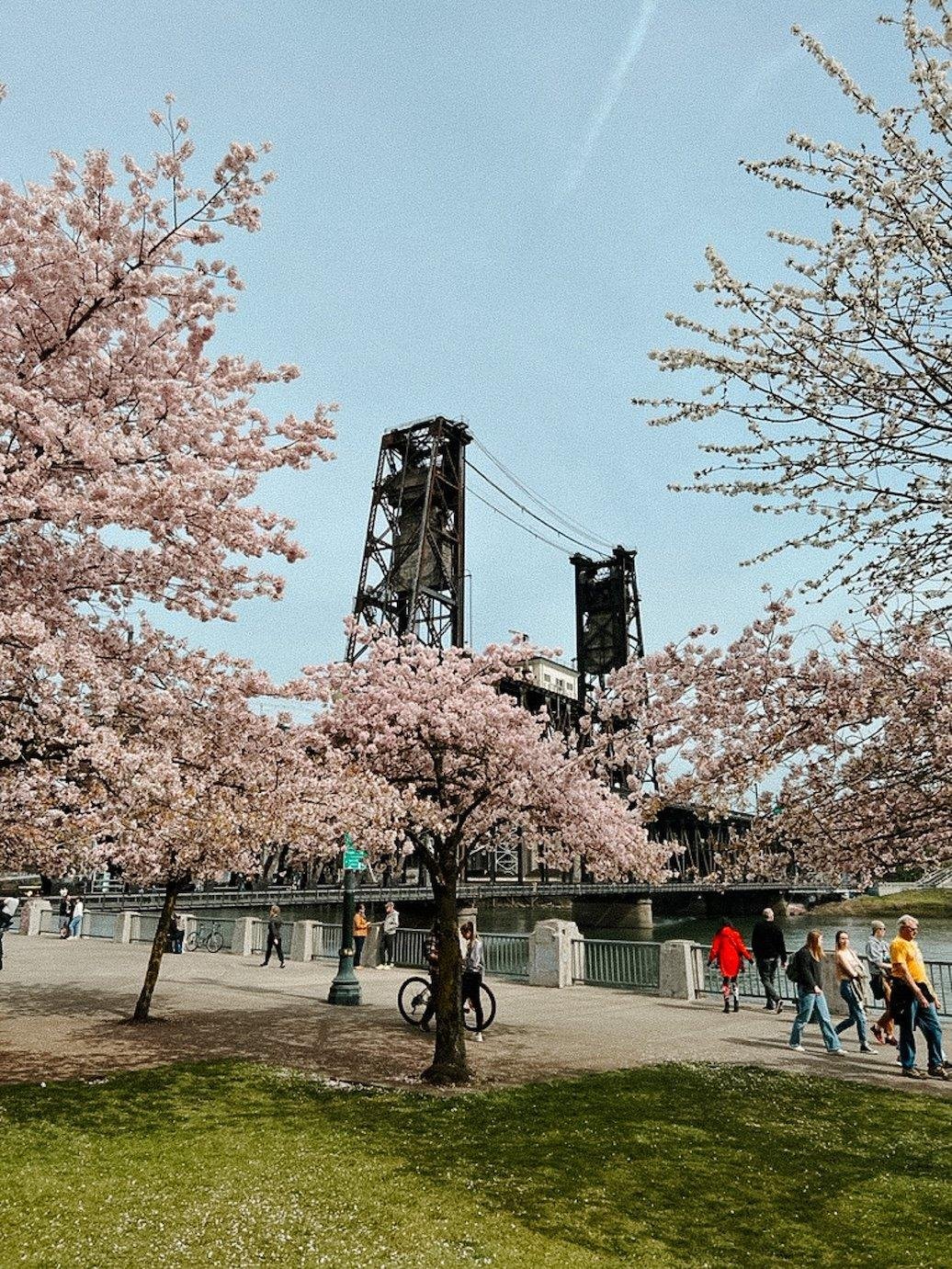 When to Experience the Blooming Beauty of Portlands Springtime