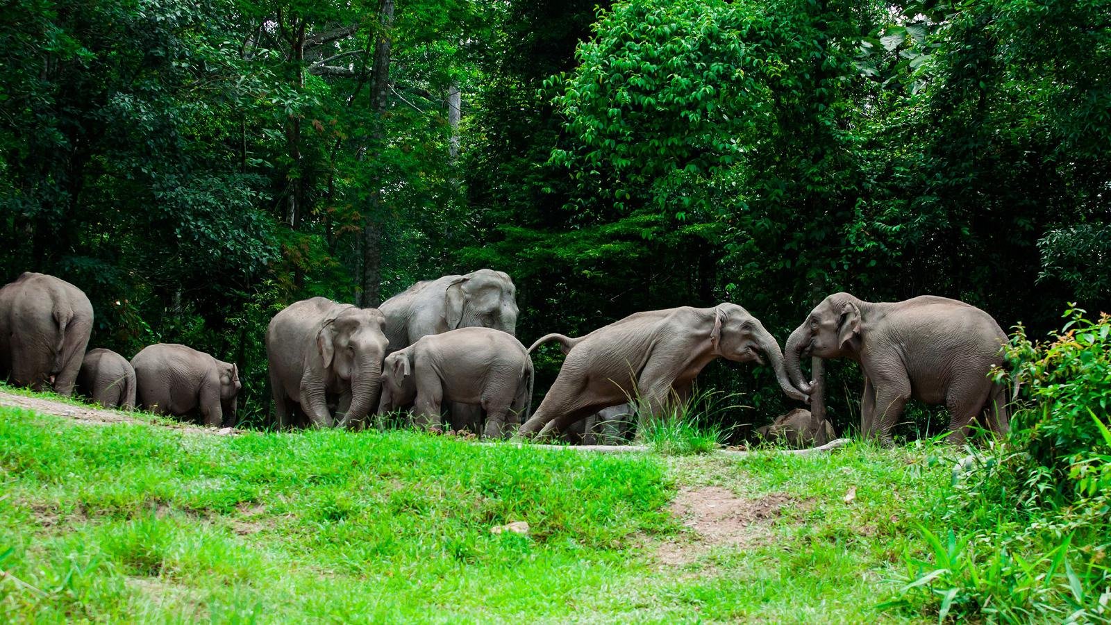 Discover the​ Serene Beauty of Khao Yai‌ National Park