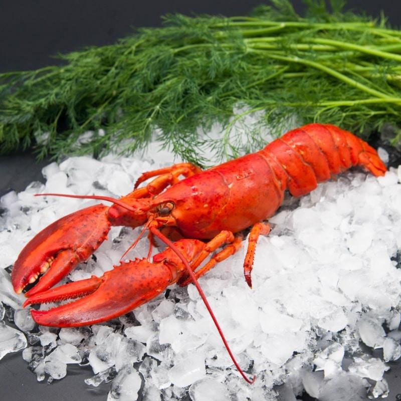 Top Picks for ⁣Lobster Lovers in Maine