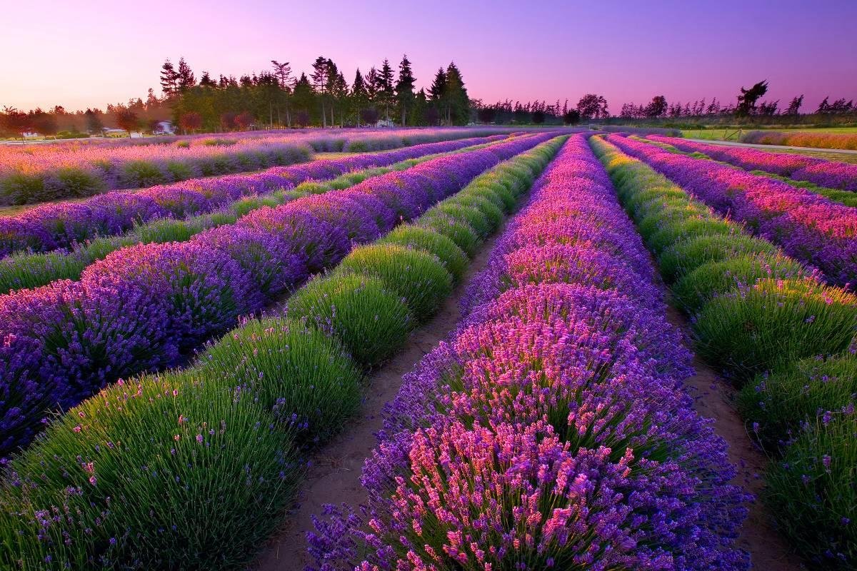 - Breathtaking ⁤Scenery and ​Tranquil‍ Atmosphere: Experience⁢ the Beauty of Lavender Farms in Ontario