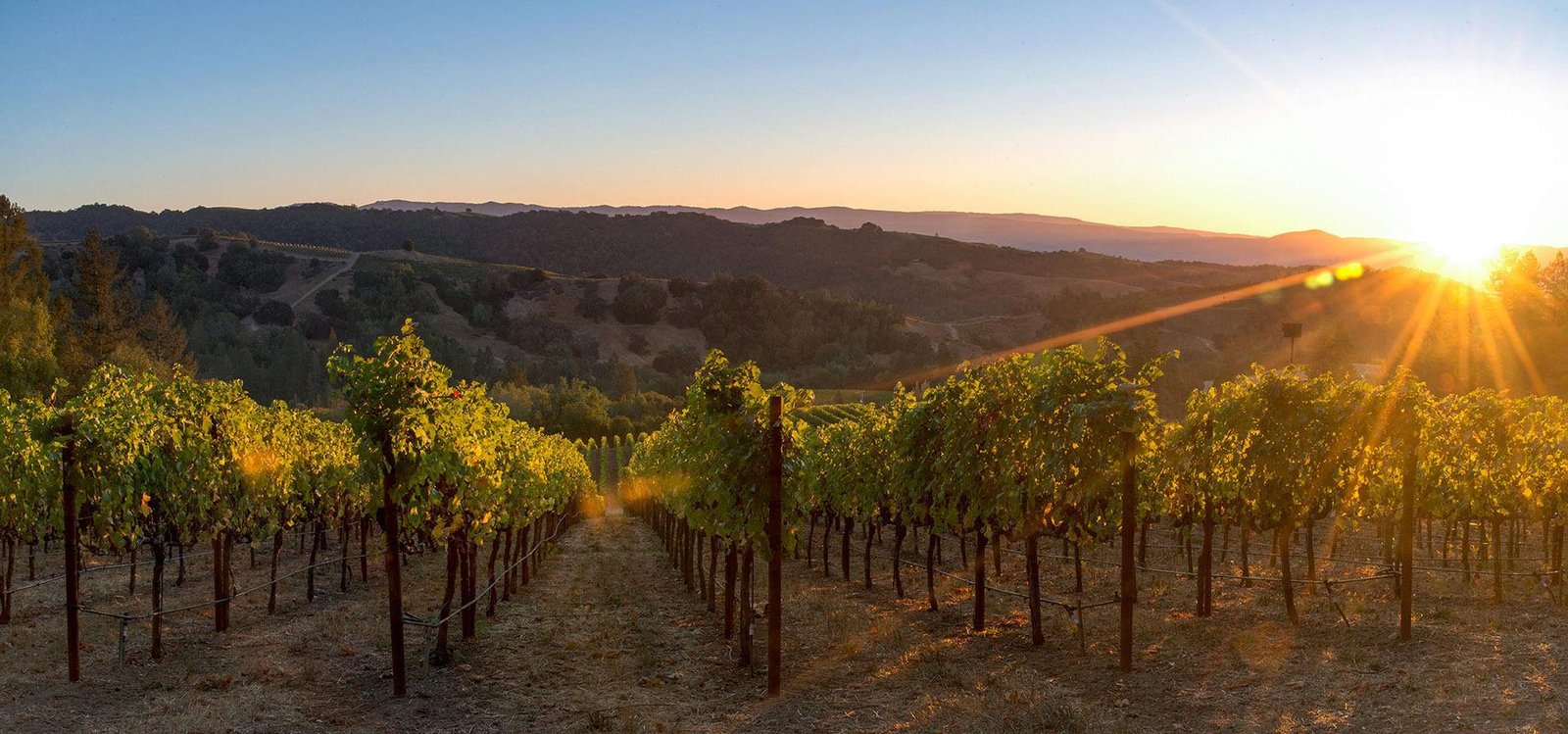 Top Wineries in Priorat - A Wine lovers Paradise