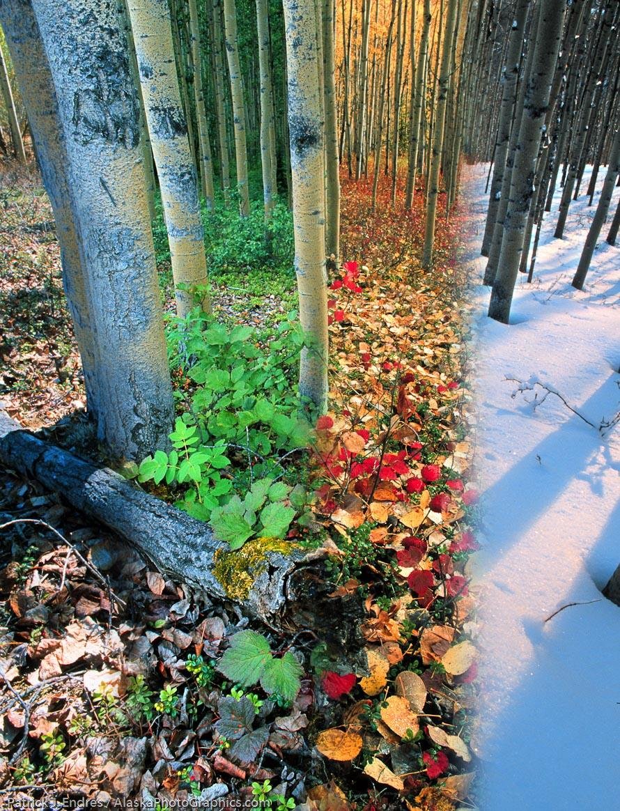 Exploring the Allure of Alaskas Seasons for⁢ Your Perfect Visit