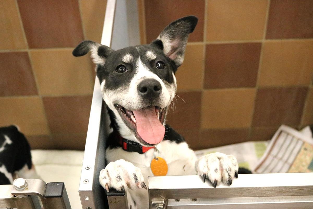 Understanding the adoption Process and Its Versatility for Potential Pet Parents