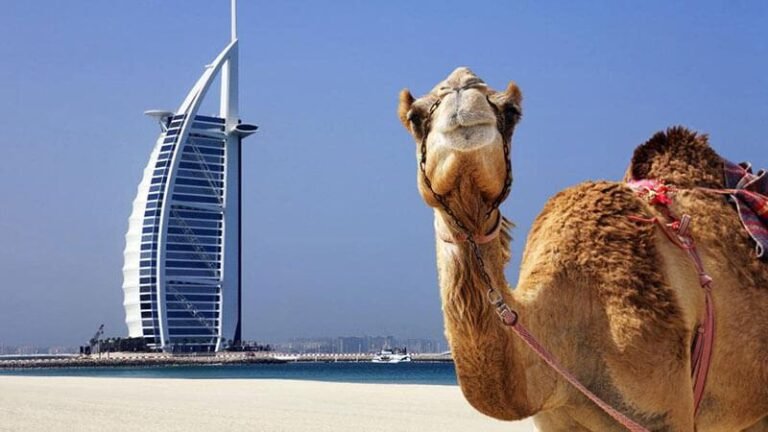 Best options for sightseeing in the area