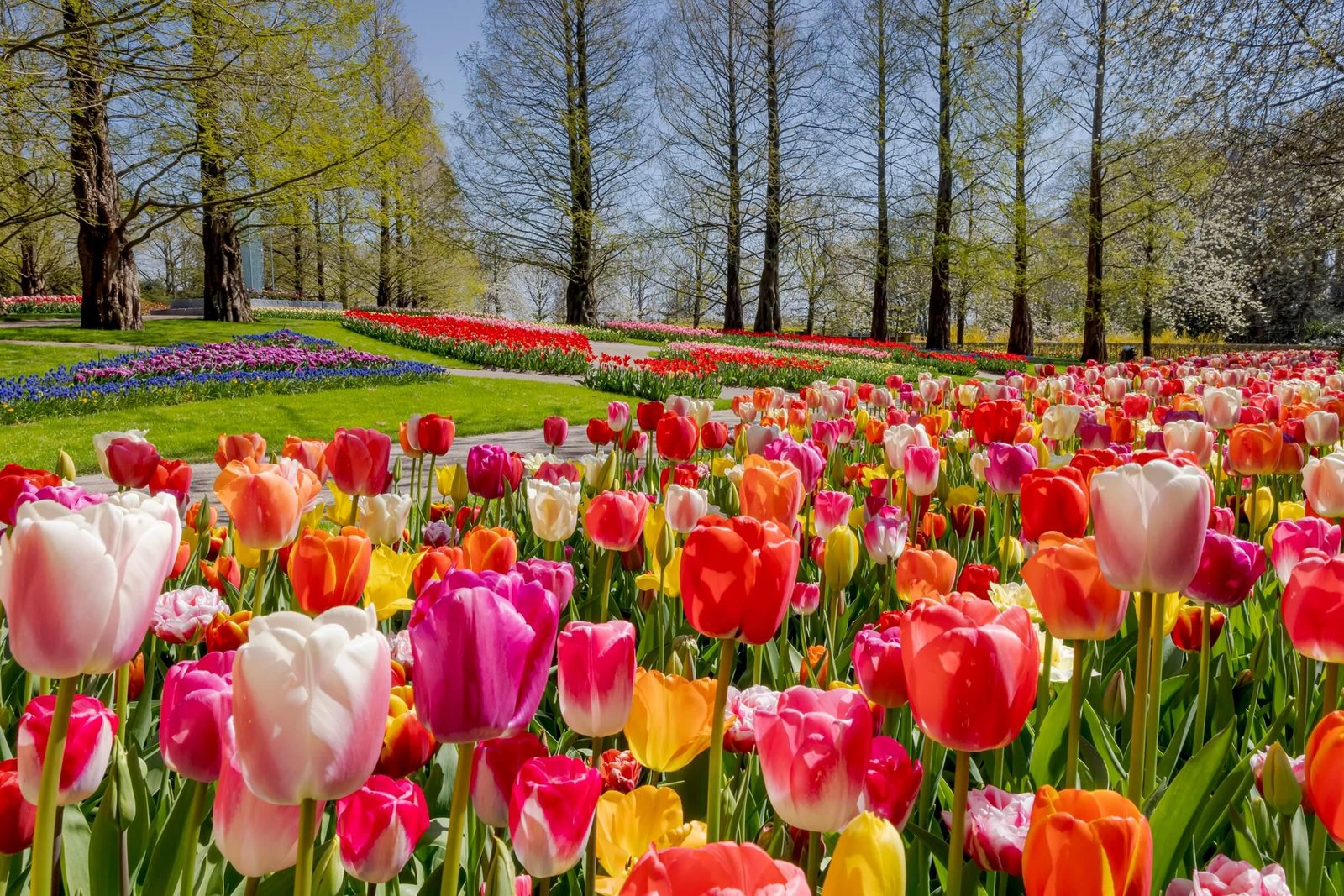 Best time to visit Amsterdam Tulip Fields – Spring Blooms