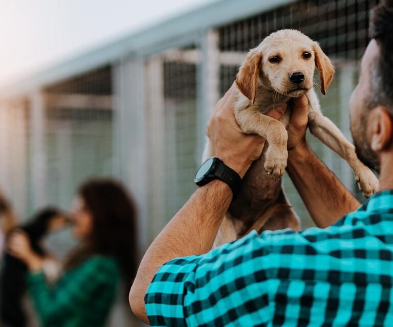 How to Adopt a Dog Without a Home Visit – Helpful Tips