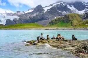 Places in South Georgia to Visit – Discover Hidden Gems