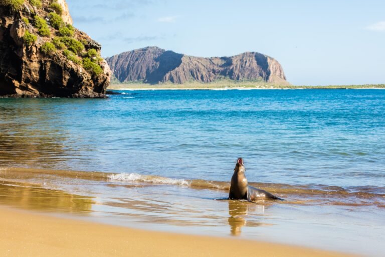 Visiting the Galapagos Islands without a cruise – A Guide
