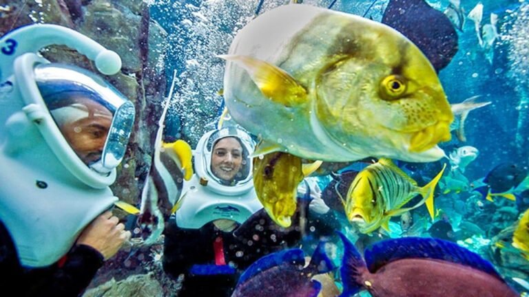 Best Time to Visit Discovery Cove Orlando – A Helpful Guide