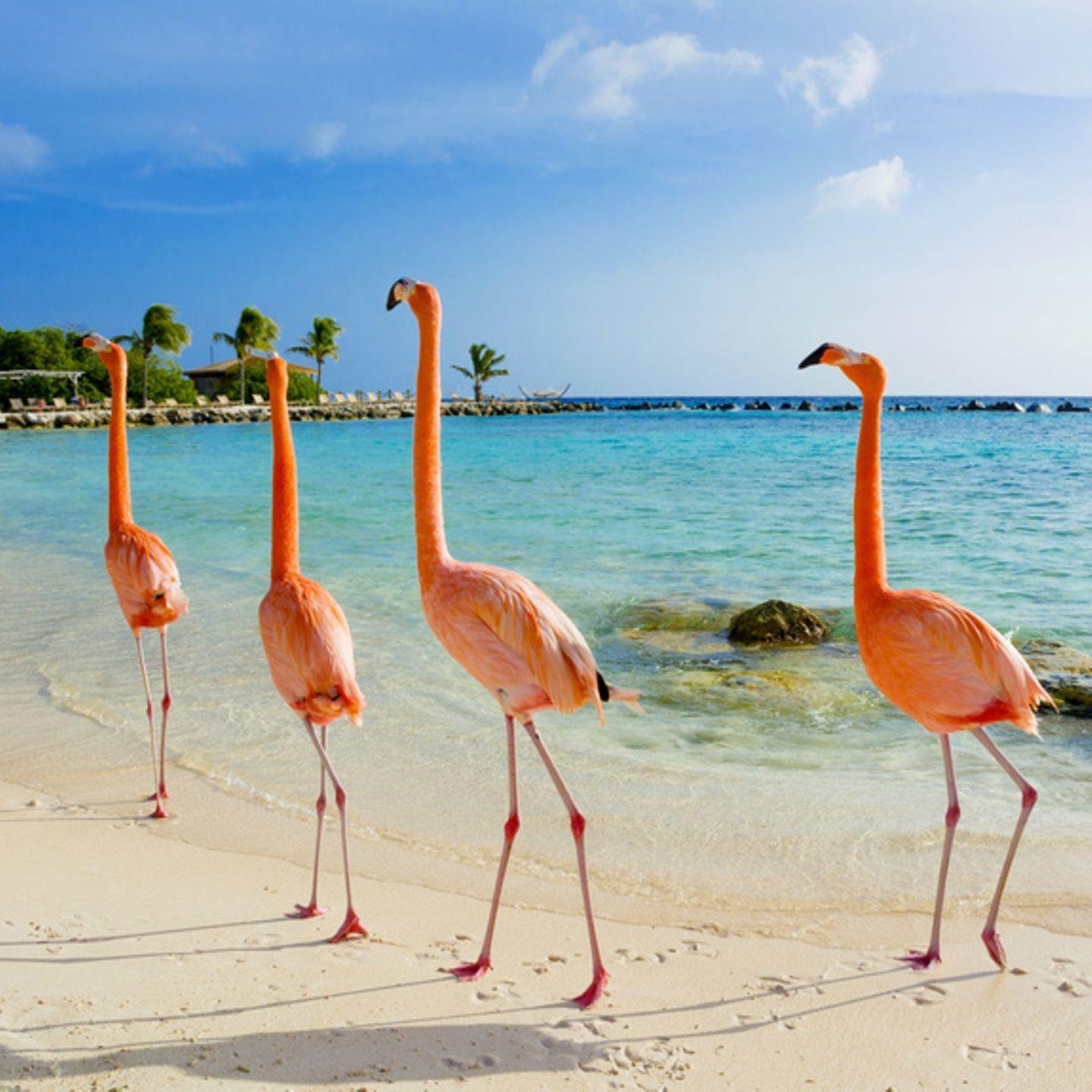 Best and Worst Months to Visit Aruba – Your Travel Guide