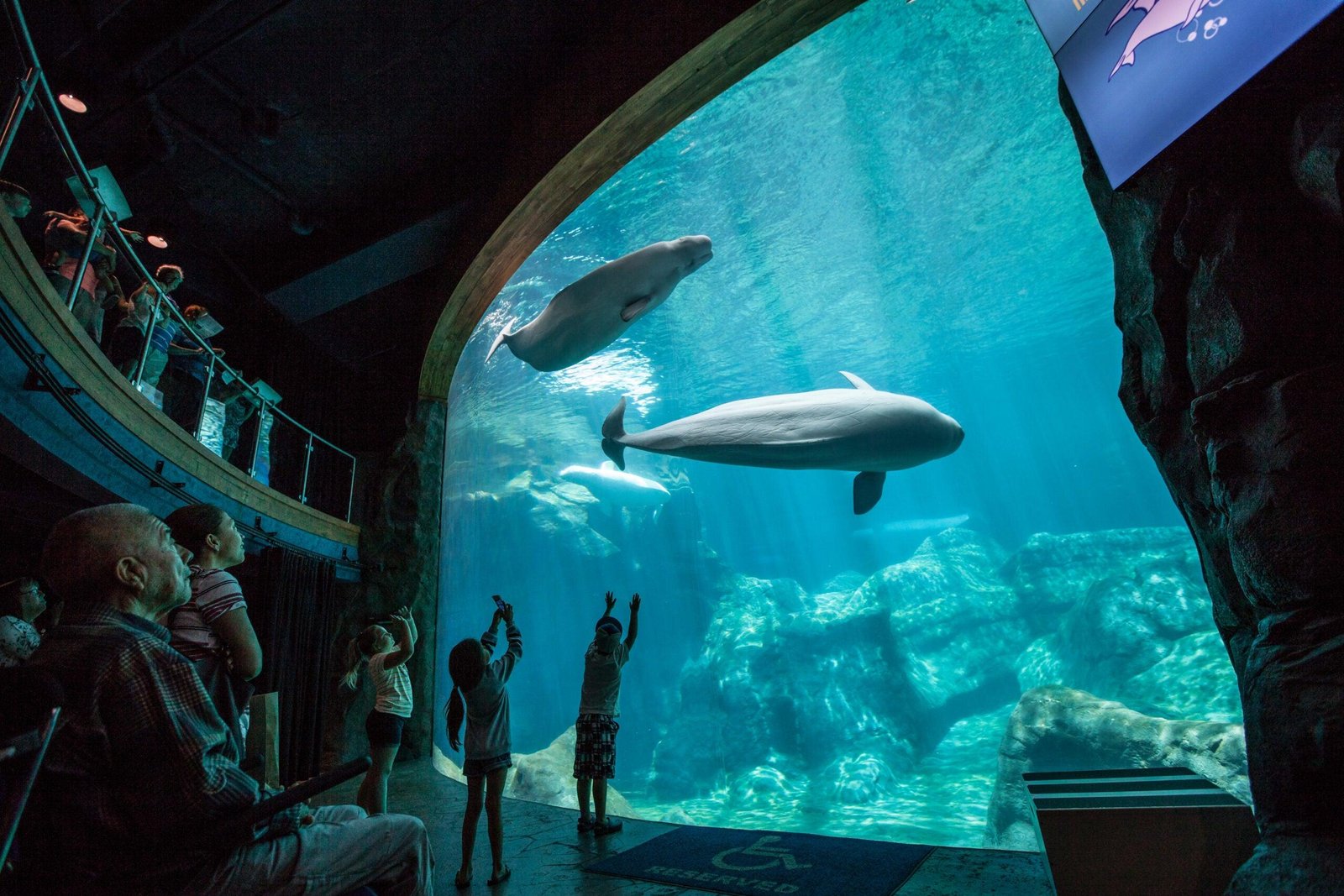 How Long Does It Take to Visit Georgia Aquarium – A Guide