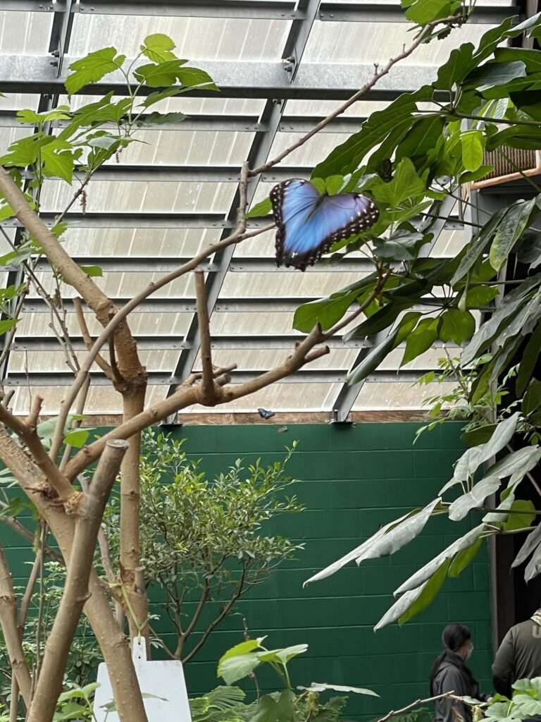 Butterfly Places to Visit Near Me – Nature Awaits You