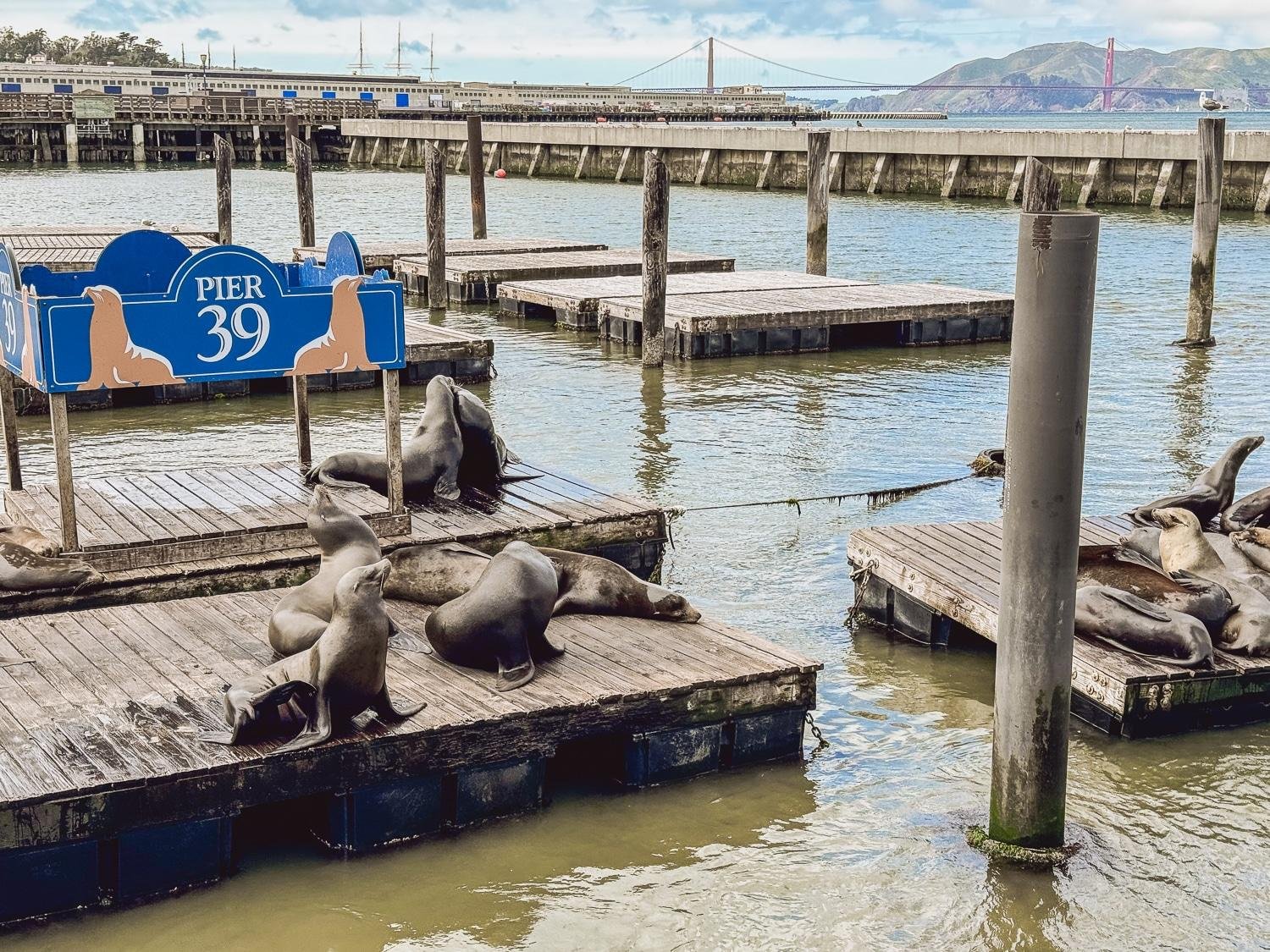 Best Pier to Visit in San Francisco – A Local’s Guide