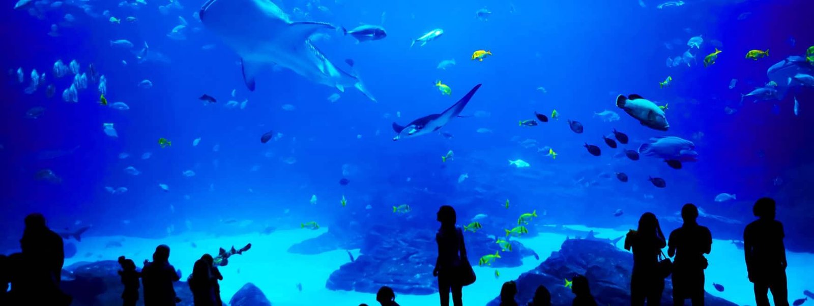 Discover the Best Aquariums Near You – A Guide