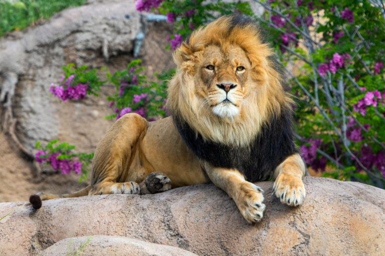 Ideal seasons to visit Hogle‍ Zoo