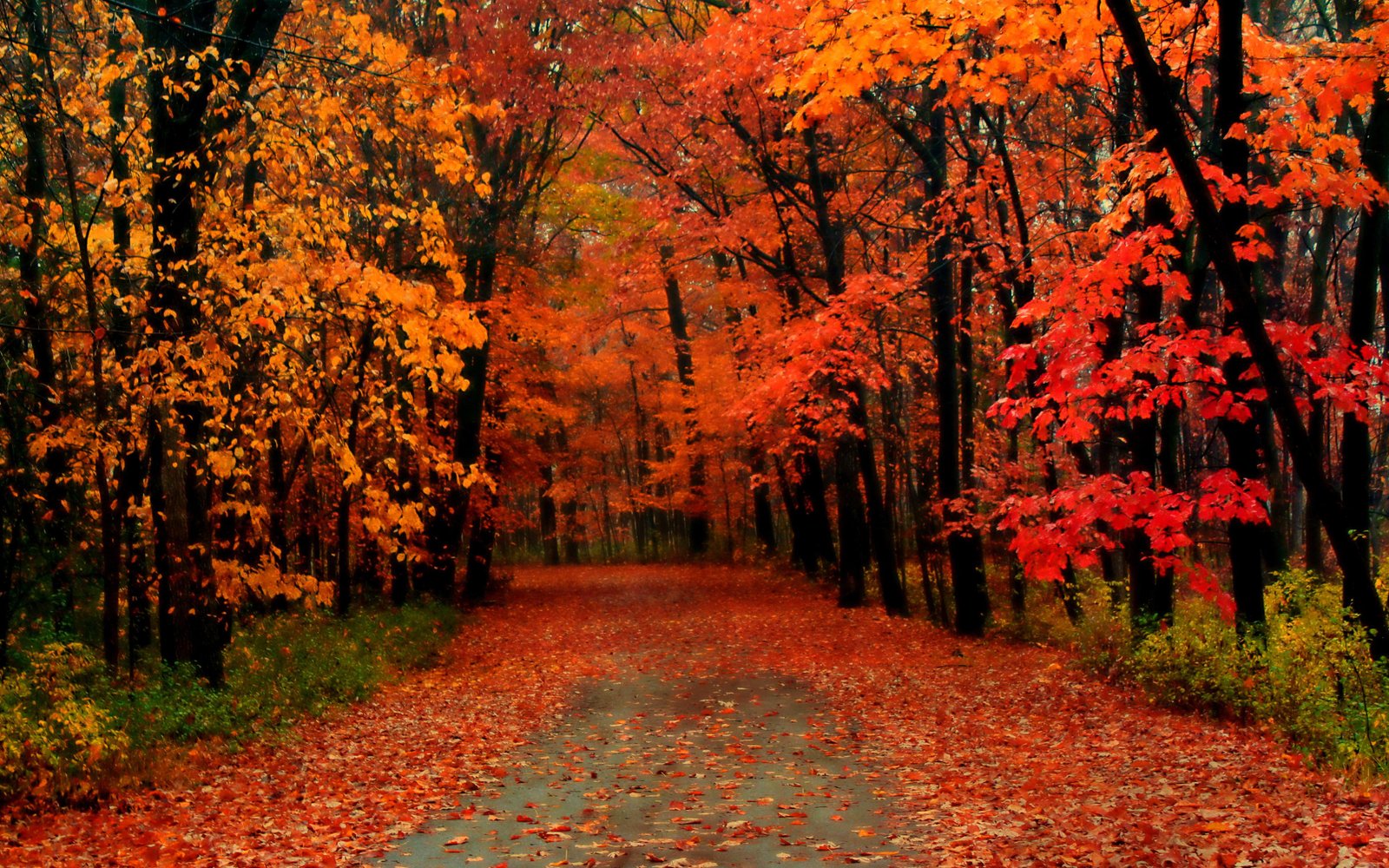 Discover the Enchantment of Fall Foliage and Wildlife Encounters in‌ Alaska