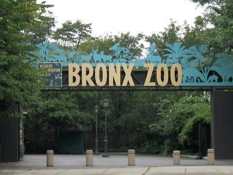 Best Day to Visit Bronx Zoo: Avoid Crowds and Long Lines