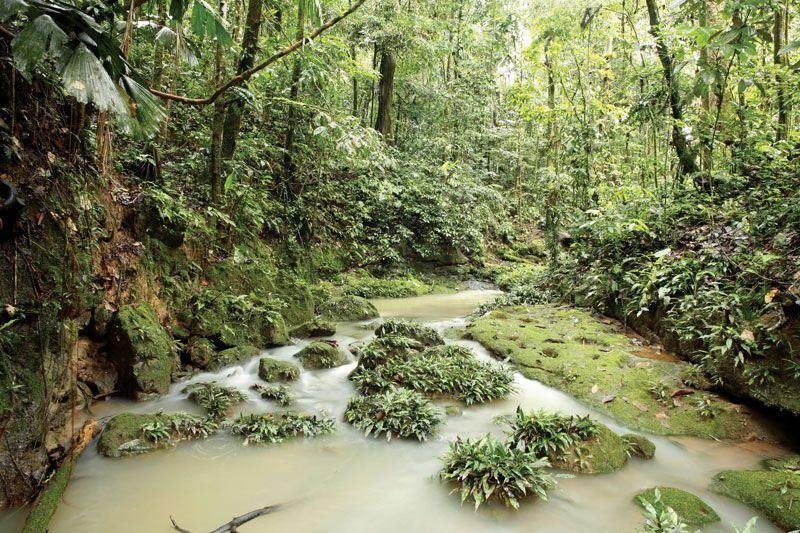 Exploring the​ Diverse Wildlife of the Amazon Rainforest